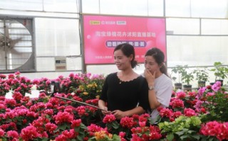 沭阳花木的运营，沭阳花木之乡
