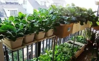 国外阳台种菜运营模式，国外阳台种菜运营模式有哪些